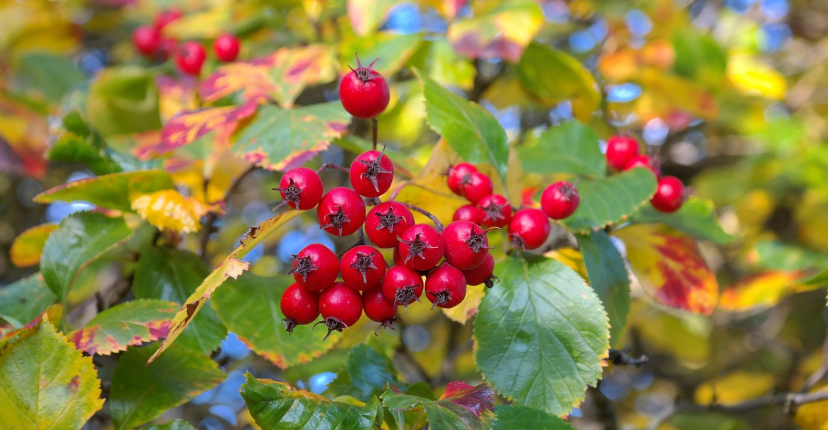 Hawthorn Berries
